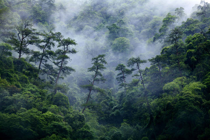 《森林》李益华作品 .jpg