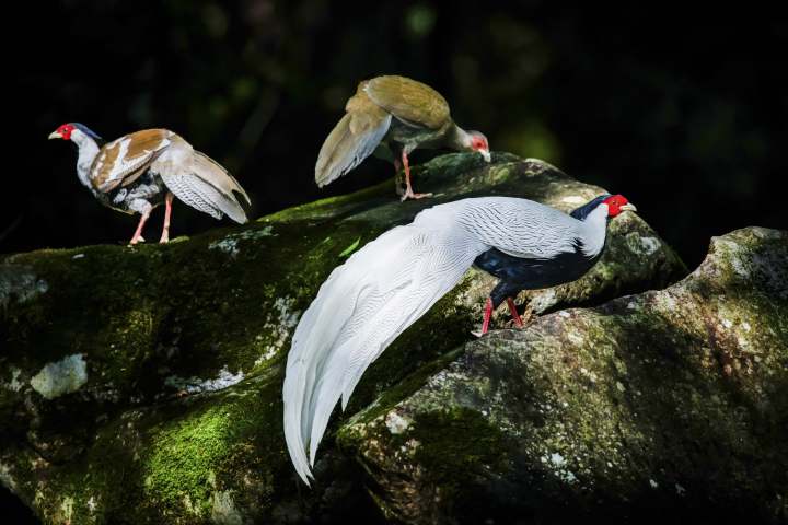 鸟类：白鹇（国家二级保护野生动物 徐良怀作品.jpg